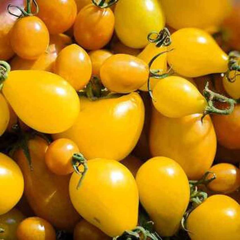 pomodorini datterini